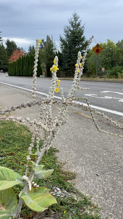 Verbascum bombyciferum, photographed by Jeremy Anderson