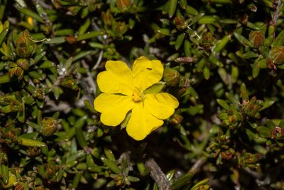 Hibbertia devitata, photographed by T. Hammer