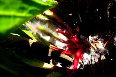 Protea pruinosa, photographed by Di Turner