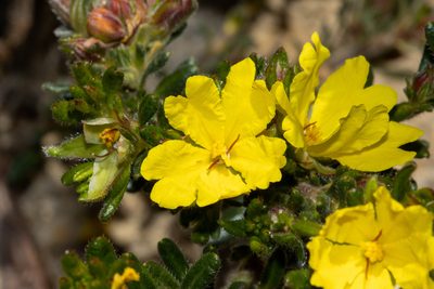 Hibbertia sericea, photographed by T. Hammer