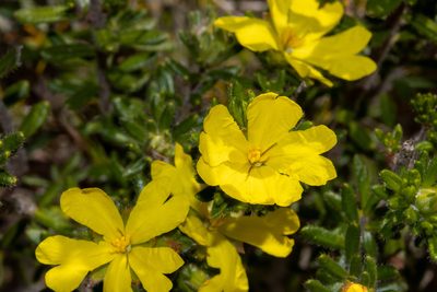 Hibbertia sericea, photographed by T. Hammer