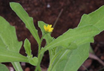 Osteospermum calendulaceum, photographed by Tony Rebelo