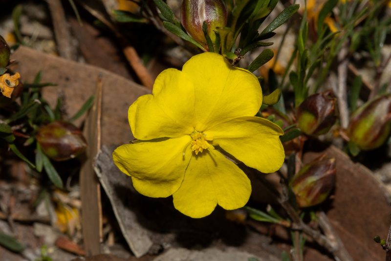 Hibbertia virgata, photographed by T. Hammer