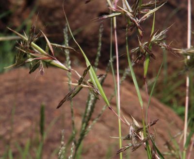 Cymbopogon pospischilii, photographed by Tony Rebelo