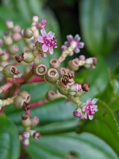 Miconia ciliata, photographed by Denis Bastianelli