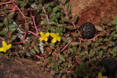 Portulaca quadrifida, photographed by Tony Rebelo