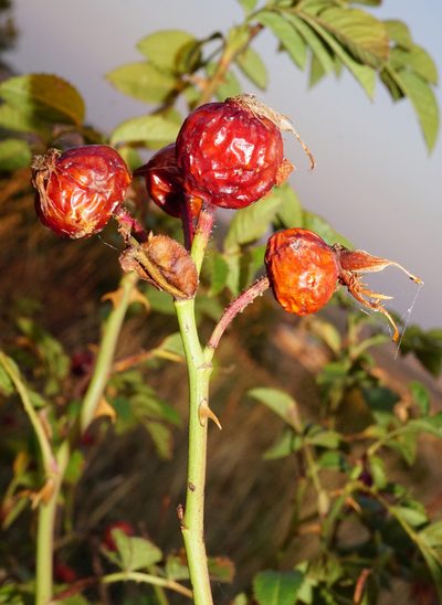 Rosa zalana, photographed by Patrick Hacker