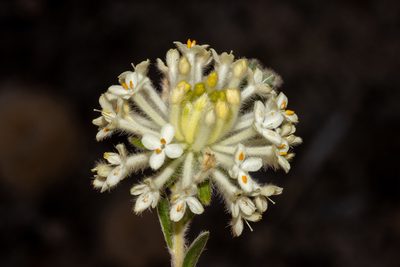 Pimelea octophylla, photographed by T. Hammer