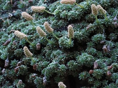 Petrophytum caespitosum, photographed by Clay Gibbons