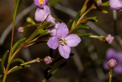 Boronia filifolia, photographed by T. Hammer