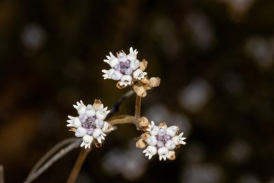 Conospermum patens, photographed by T. Hammer