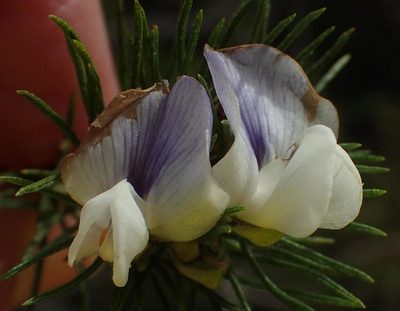 Psoralea floccosa, photographed by Nicola van Berkel
