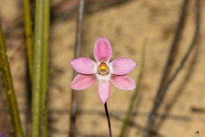 Thelymitra rubra, photographed by T. Hammer