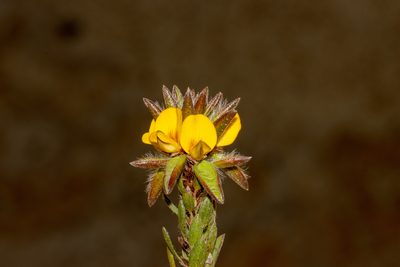 Pultenaea trinervis, photographed by T. Hammer