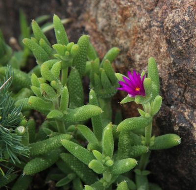 Trichodiadema rogersiae, photographed by Tony Rebelo