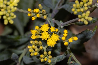 Senecio odoratus, photographed by T. Hammer