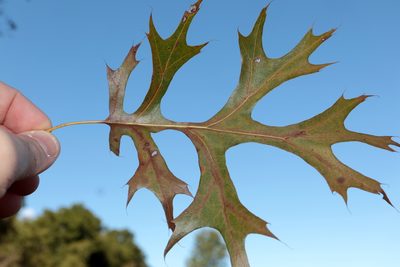 Quercus shumardii, photographed by Jeff Clark