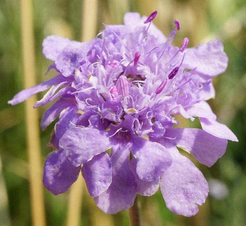 Scabiosa canescens, photographed by Patrick Hacker