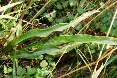 Takhtajaniantha austriaca, photographed by Patrick Hacker