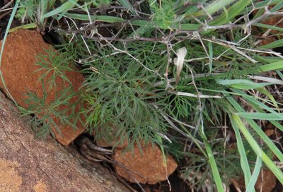 Pelargonium aridum, photographed by Tony Rebelo