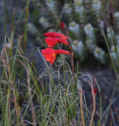 Gladiolus merianellus, photographed by Tony Rebelo