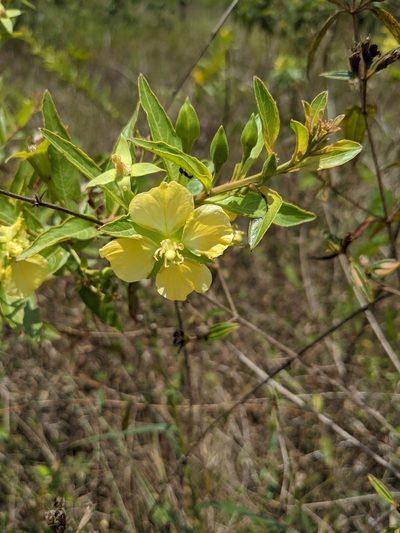 Ludwigia nervosa, photographed by Denis Bastianelli
