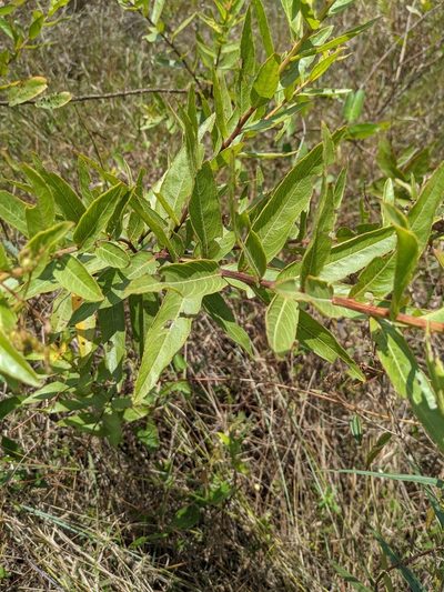 Ludwigia nervosa, photographed by Denis Bastianelli