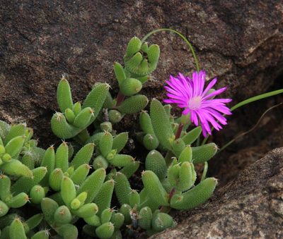 Trichodiadema rogersiae, photographed by Tony Rebelo