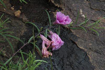 Ipomoea oenotheroides, photographed by Tony Rebelo