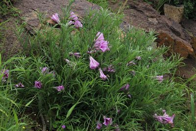Ipomoea oenotheroides, photographed by Tony Rebelo