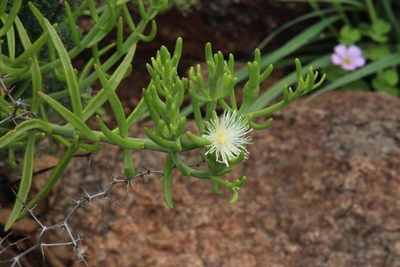 Mesembryanthemum geniculiflorum, photographed by Tony Rebelo