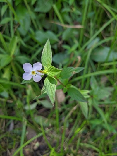 Sipanea pratensis, photographed by Denis Bastianelli
