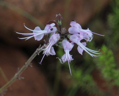 Ocimum burchellianum, photographed by Tony Rebelo