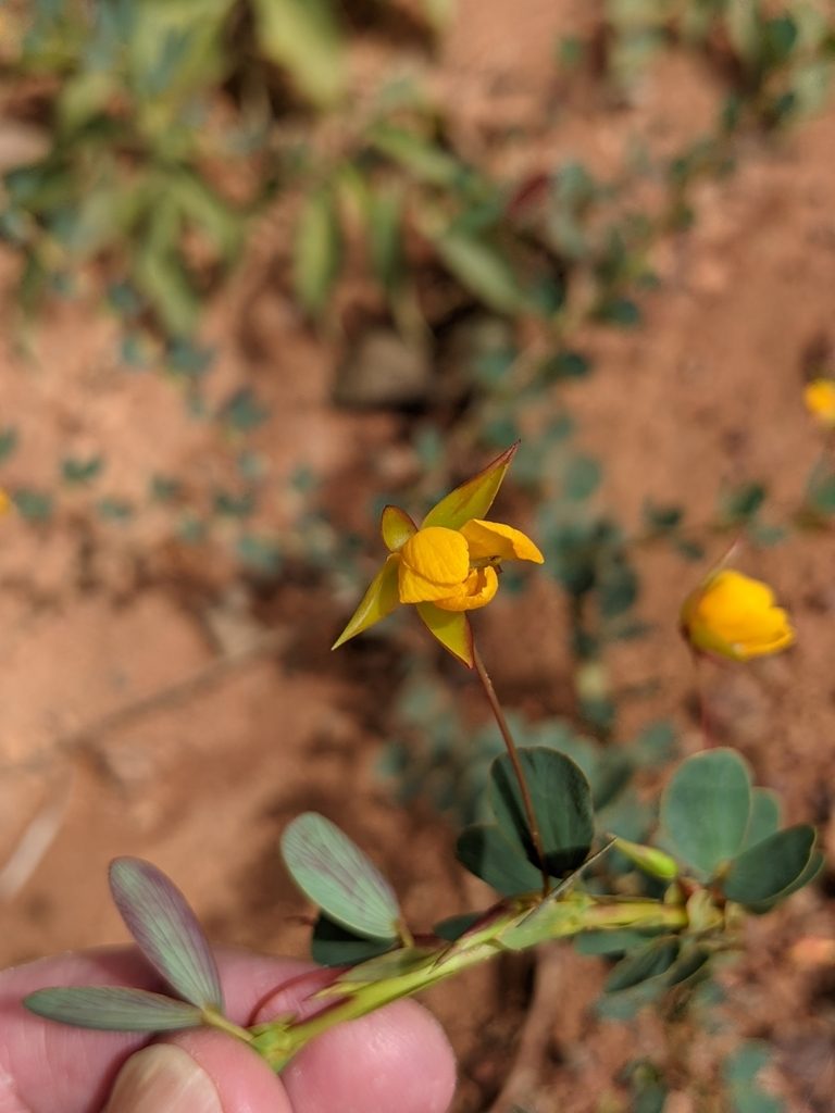 Chamaecrista diphylla, photographed by Denis Bastianelli