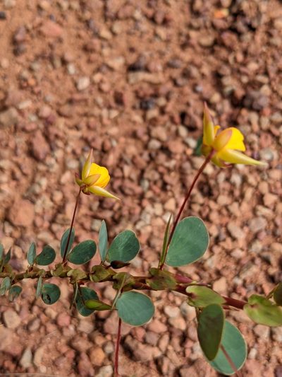 Chamaecrista diphylla, photographed by Denis Bastianelli