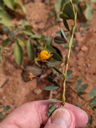 Chamaecrista diphylla, photographed by Denis Bastianelli