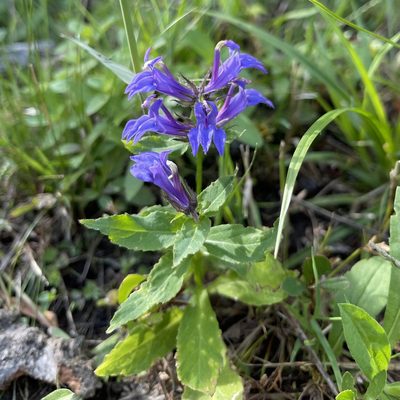 Lobelia siphilitica, photographed by zancat