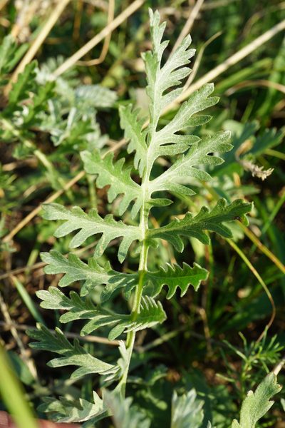 Artemisia pancicii, photographed by Patrick Hacker