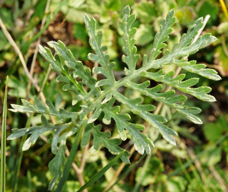 Artemisia pancicii, photographed by Patrick Hacker