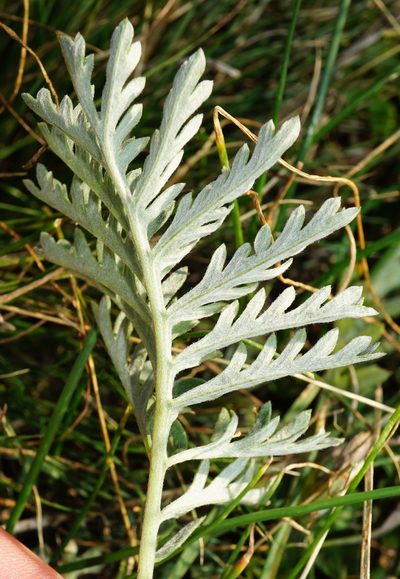 Artemisia pancicii, photographed by Patrick Hacker
