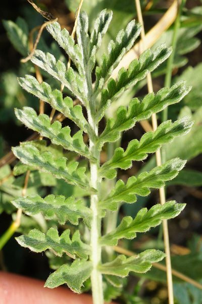Artemisia pancicii, photographed by Patrick Hacker