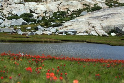 Castilleja peirsonii, photographed by Steve Matson