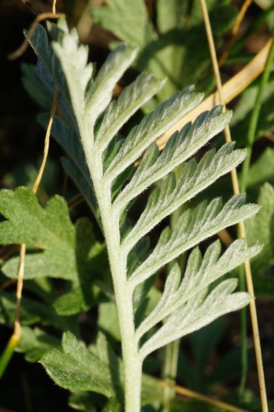 Artemisia pancicii, photographed by Patrick Hacker