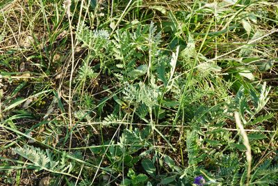 Artemisia pancicii, photographed by Patrick Hacker