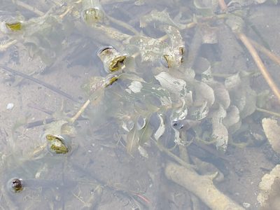 Potamogeton richardsonii, photographed by Victor Hooper