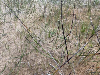 Equisetum variegatum, photographed by Forest Botial-Jarvis