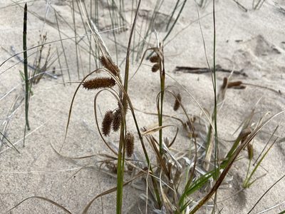 Carex pseudocyperus, photographed by Forest Botial-Jarvis