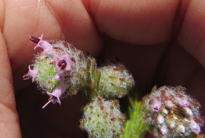 Erica barbigeroides, photographed by linkie