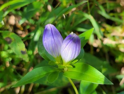 Gentiana andrewsii, photographed by Elias
