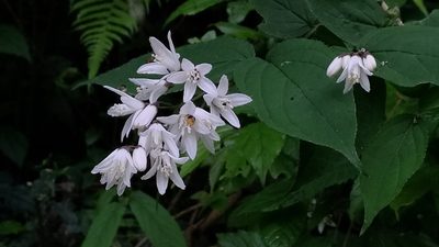 Deutzia taiwanensis, photographed by Lin Scott